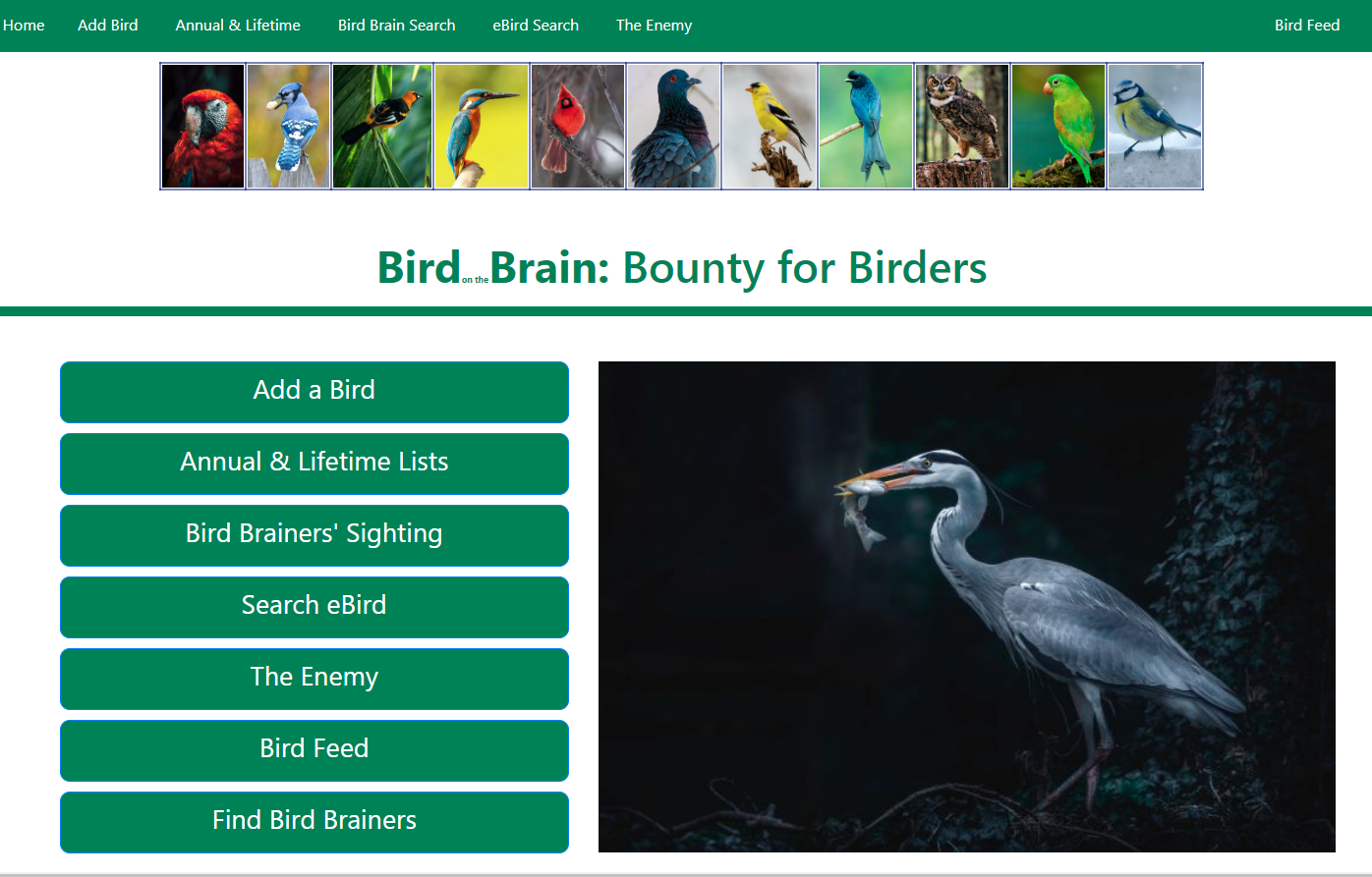 Bird on the Brain Flask App